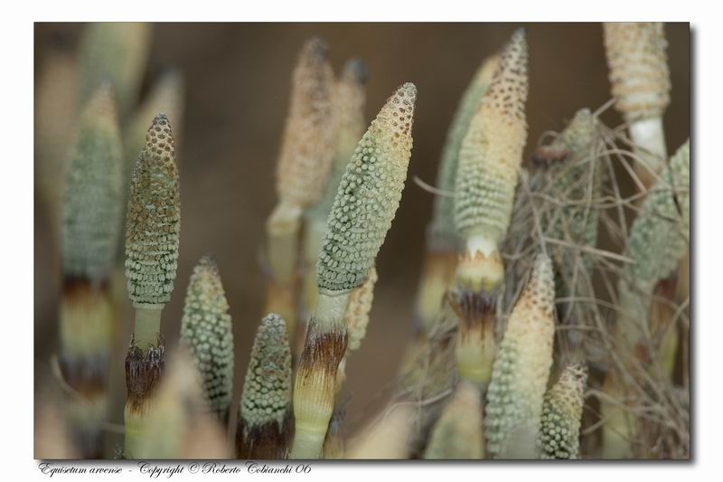 Equisetum telmateia